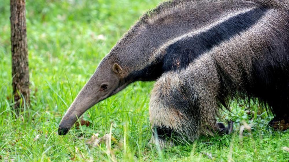 anteater.jpg