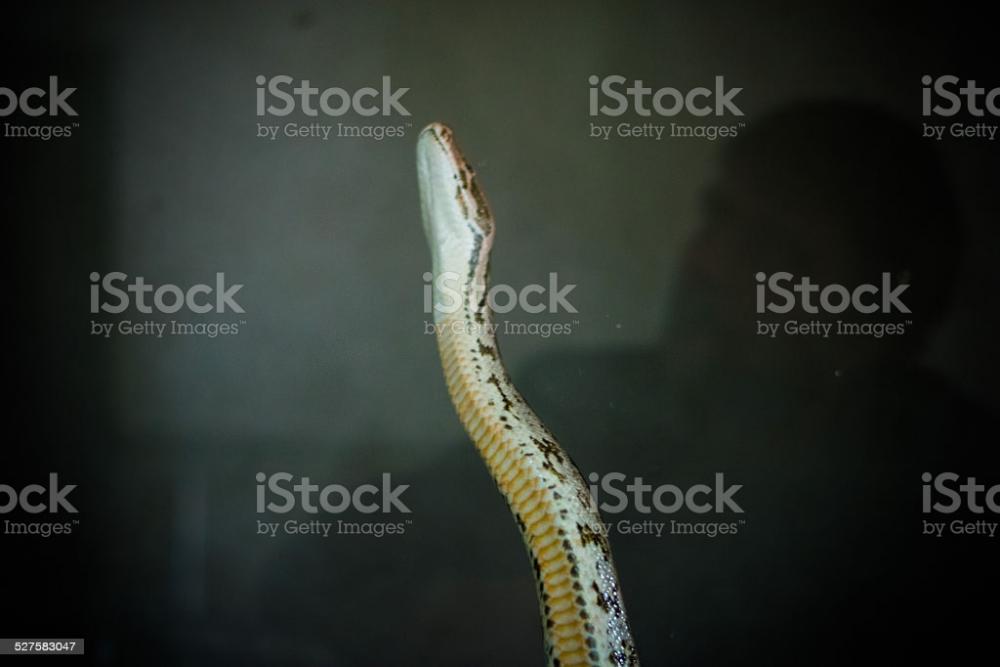snake.jpg