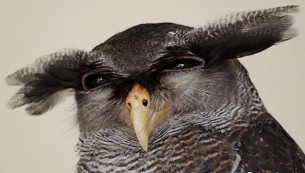 image.jpeg.44665691ccd22e86cc4f5dde72cc82f5.jpeg