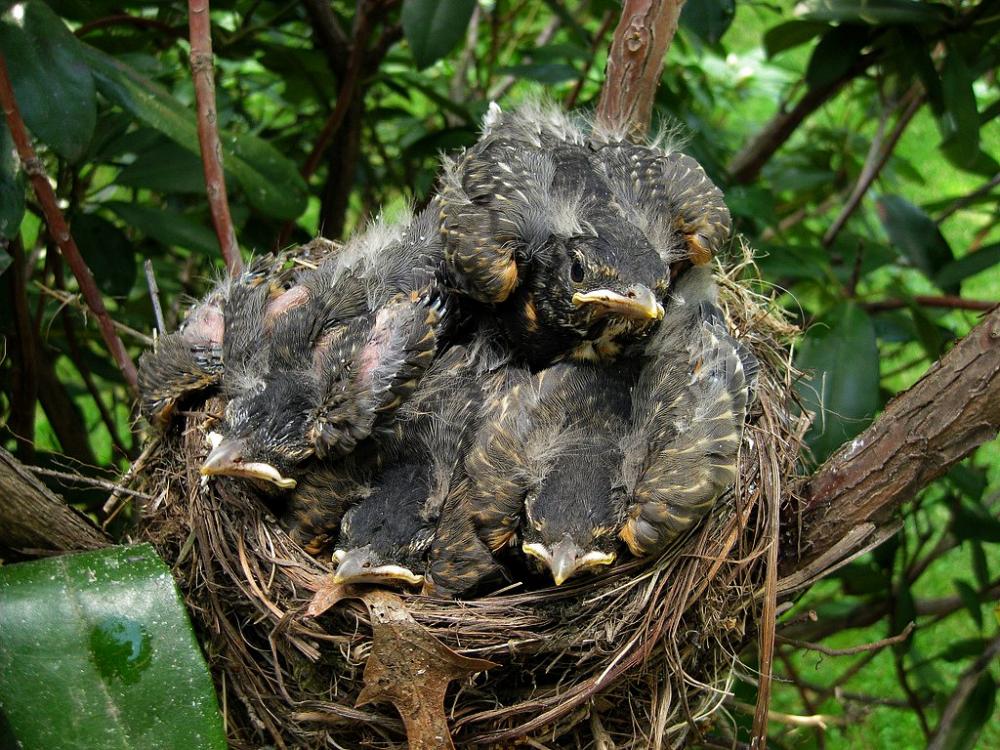 1496785576_crowdednest.thumb.jpg.e6cb3c837b8d42b75a2d774d9bac29be.jpg