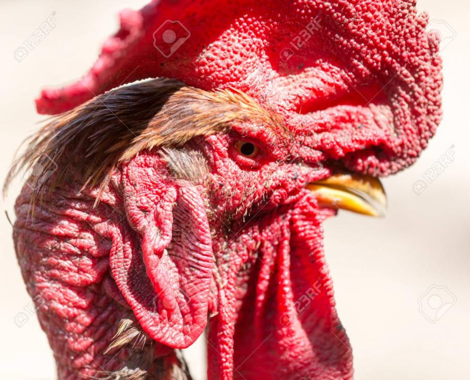 96031123-rooster-with-a-neck-on-the-farm-.jpg