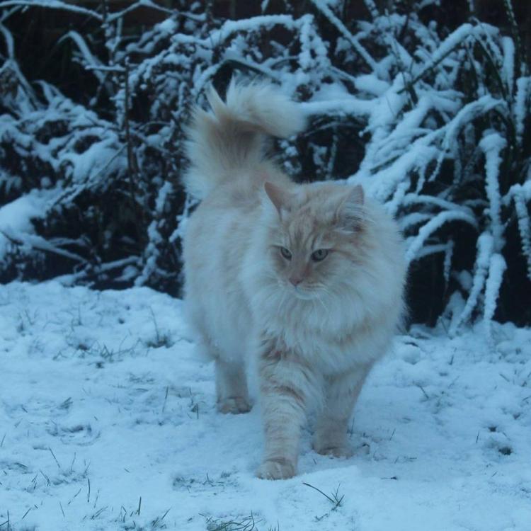 do-cats-like-the-snow-cat-safety-tips.thumb.jpg.0d8253ae3fa981568ef5d10b31c69527.jpg