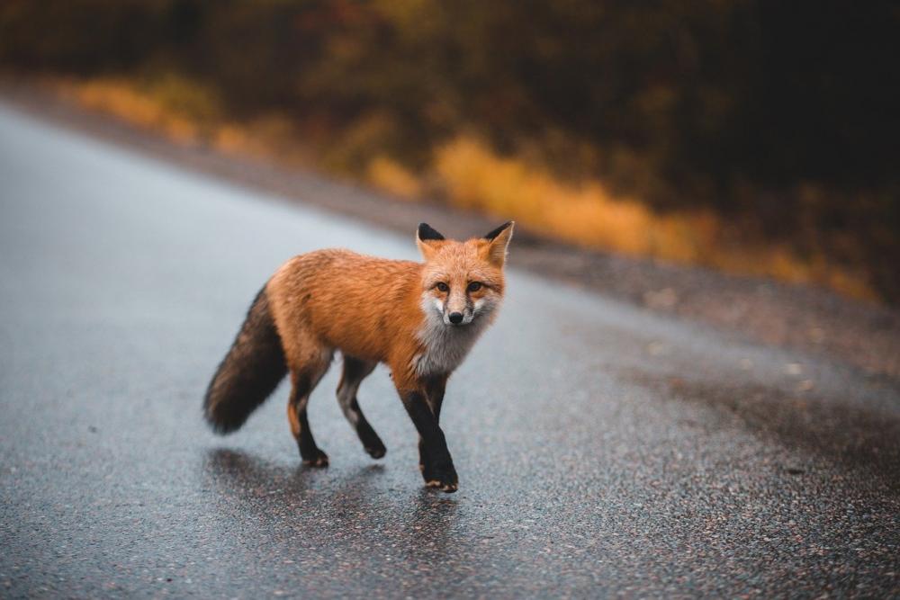 red-fox-6796430.jpg