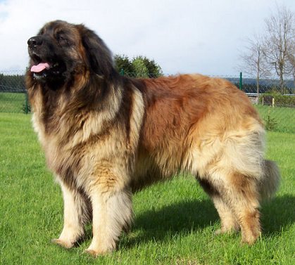 leonberger_.jpg.f64f848c63f193676d42593bf1632b9c.jpg