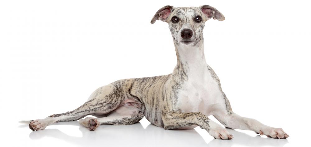 whippet-spdr-shutterstock_109459841.jpg