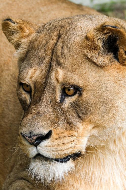 lioness-7383236.jpg