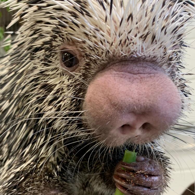 charlie-porcupine.jpg