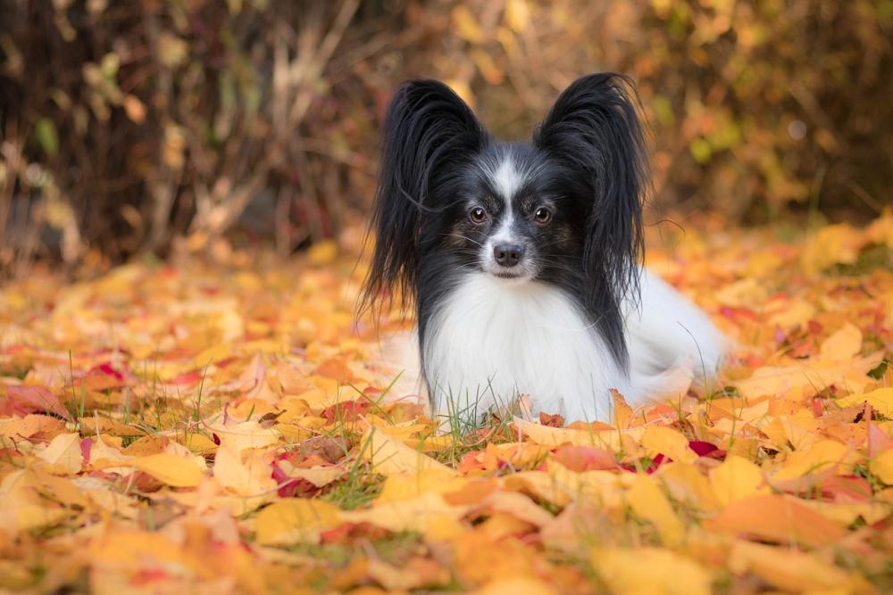 papillon-4641046.jpg