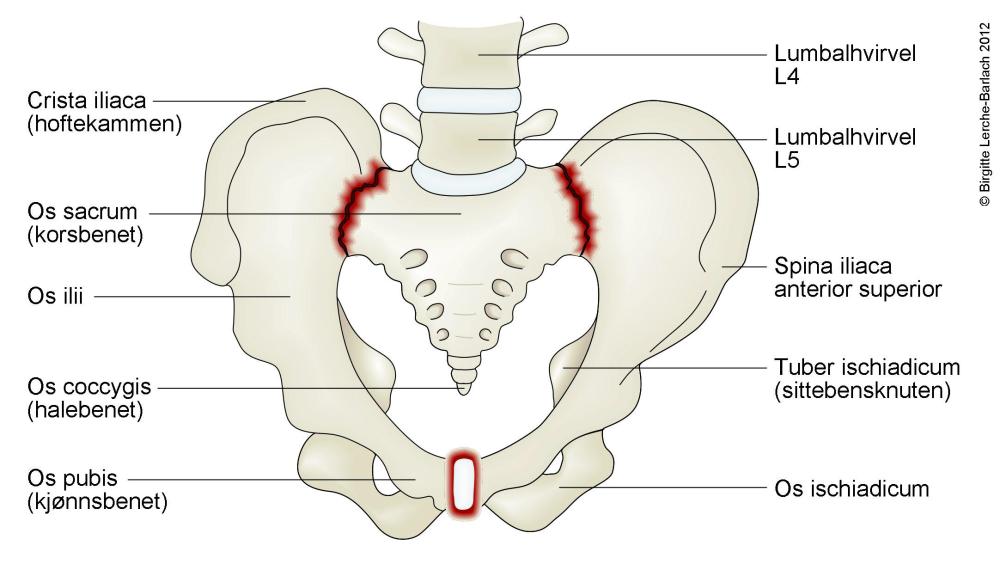 9685-2-bekkenlosning.thumb.jpg.62c879f684e0faf80fbe24c0c6579b78.jpg