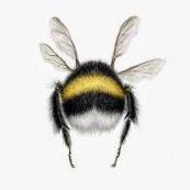 Mumblebee