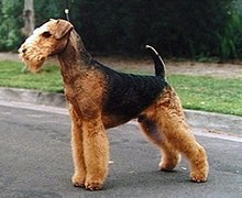 220px-Airedale_Terrier.jpg.87d2cf9996d49fdb6e881b8f5edb492b.jpg