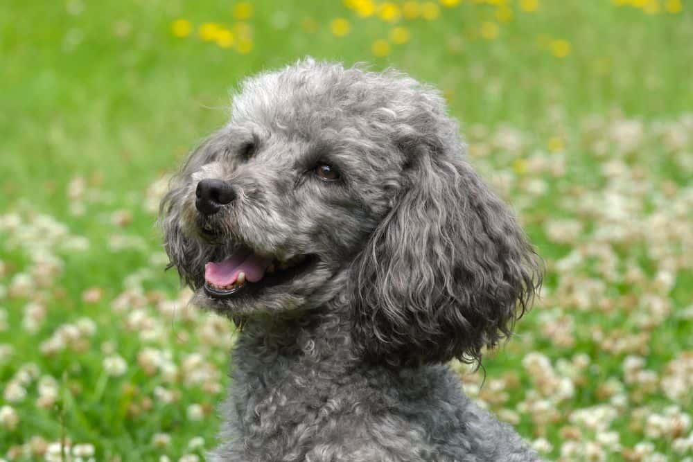 poodle.jpg.bd5328747878dd9550fdb69b2c2dda87.jpg