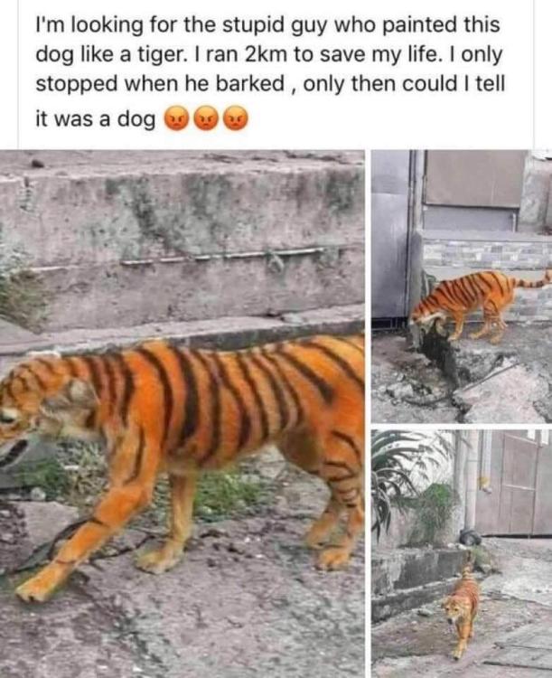 tiger.thumb.jpg.af2ac11f254125fa5fb1ff2fe4b6687d.jpg