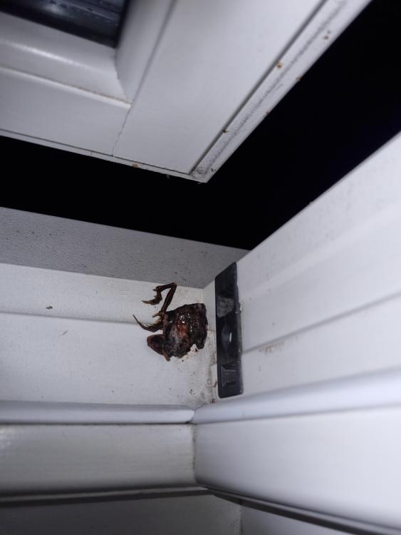20231114_220558.thumb.jpg.f574ac2a1192edef2e2b1d4cd0b784d2.jpg