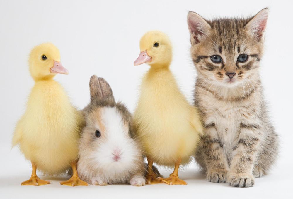 251592-1922x1300-Baby_Animals.jpeg