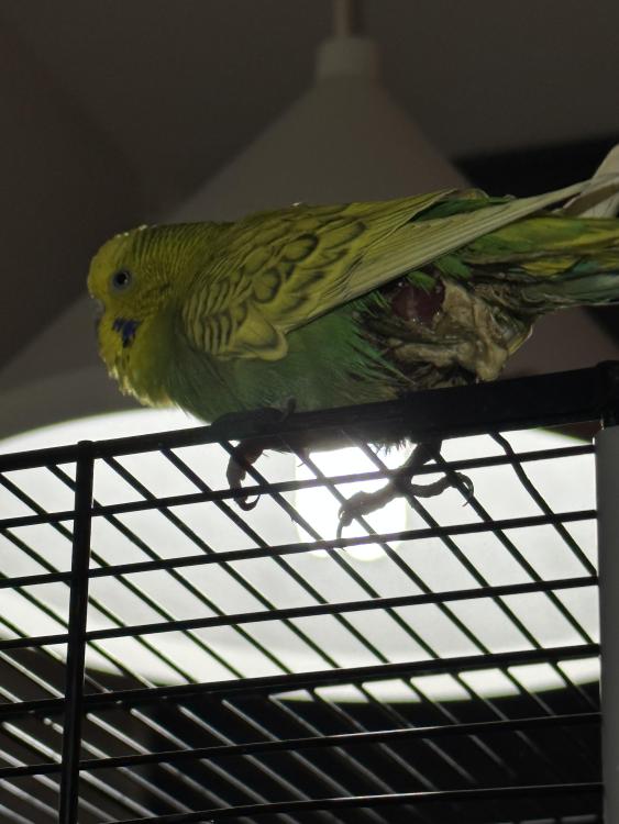 IMG_1297.jpeg
