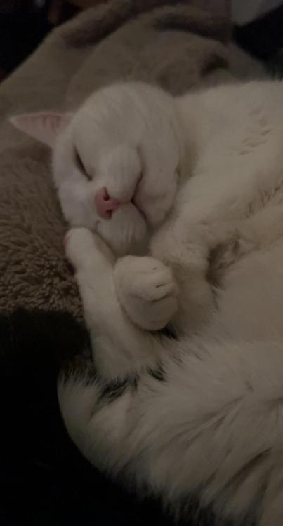 IMG_8167.thumb.jpeg.44e76da28048486dab6c43f289f585fa.jpeg