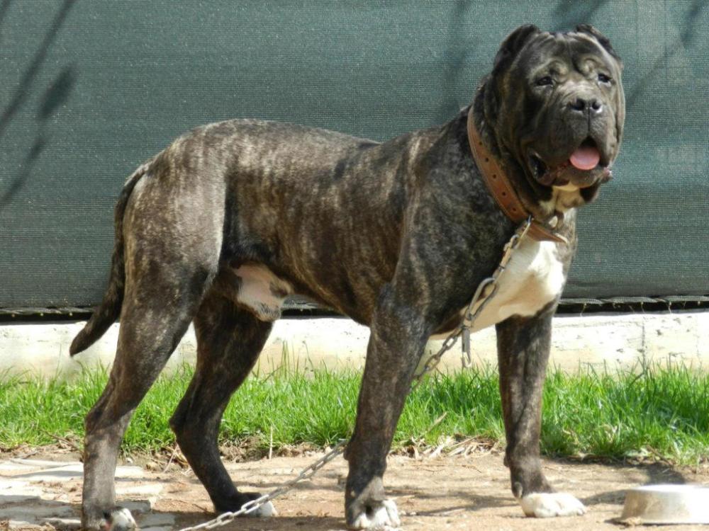 Presa-Canario-Dogo-Brindle-Dog-1024x768.thumb.jpg.f54c0ebbd957bc965091c04e7fb6d795.jpg