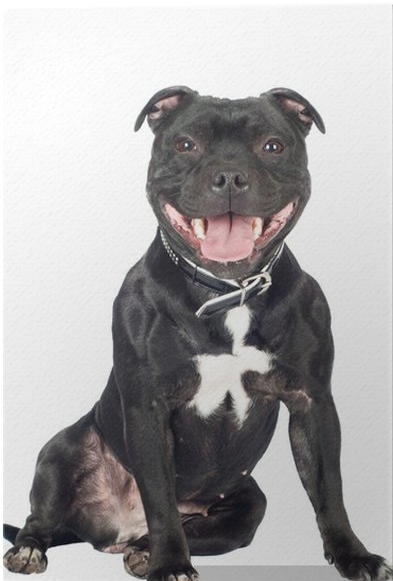 Screenshot2023-12-04at14-43-13LerretsbildeStaffordshireBullTerrierhund-PIXERS_NO.png.55a5873ba37bab690da8f8d141d073cb.png