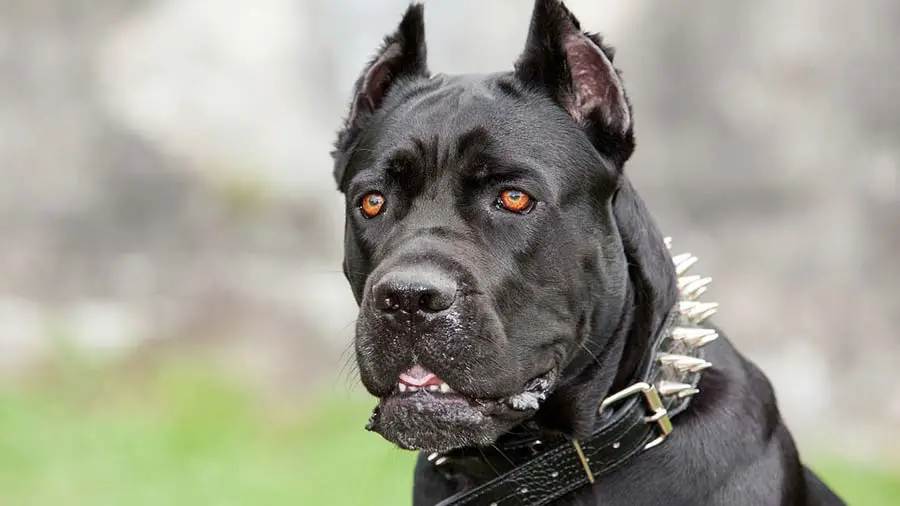 cane-corso-italiano-2.webp.97f268123f9b582139081802b88921b5.webp
