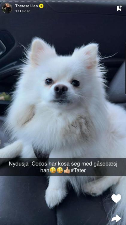 Screenshot_20240419_131158_Snapchat.thumb.jpg.1c2347c537b7e57376d1357e3e56132e.jpg