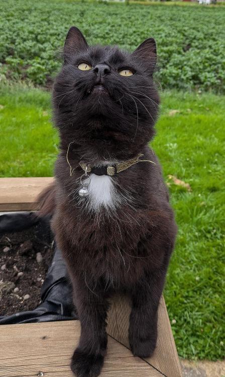katt.jpg