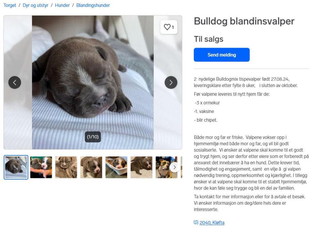 BulldogblandinsvalperFINNtorget.thumb.jpg.7386fc903ed141d52e6eff7b472aaad6.jpg