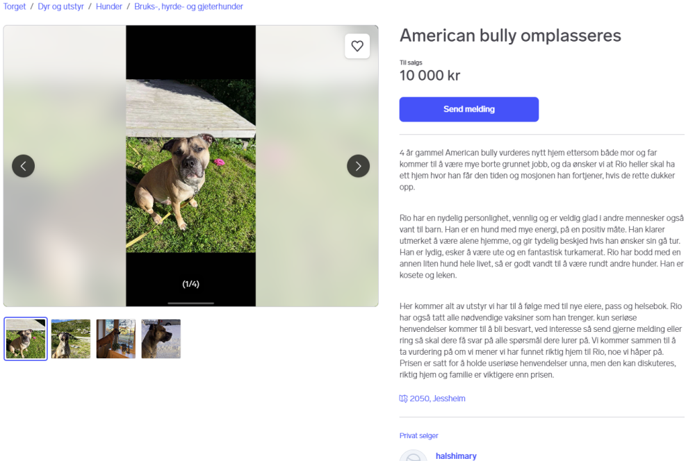 American bully 20.10.2024.png