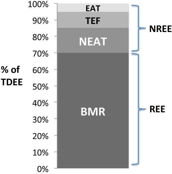 Components-of-total-daily-energy-expenditure-TDEEBMRbasal-metabolic-rate.png.042661d113c65714470e5e5fb71912d6.png