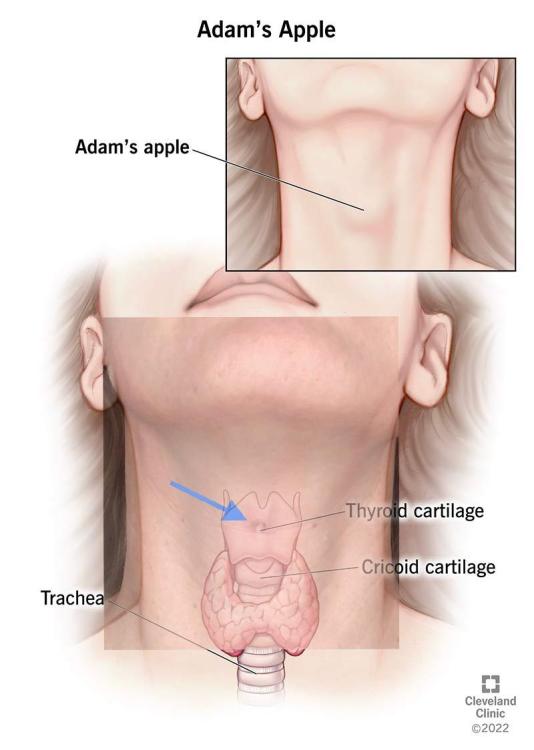 ade.jpg
