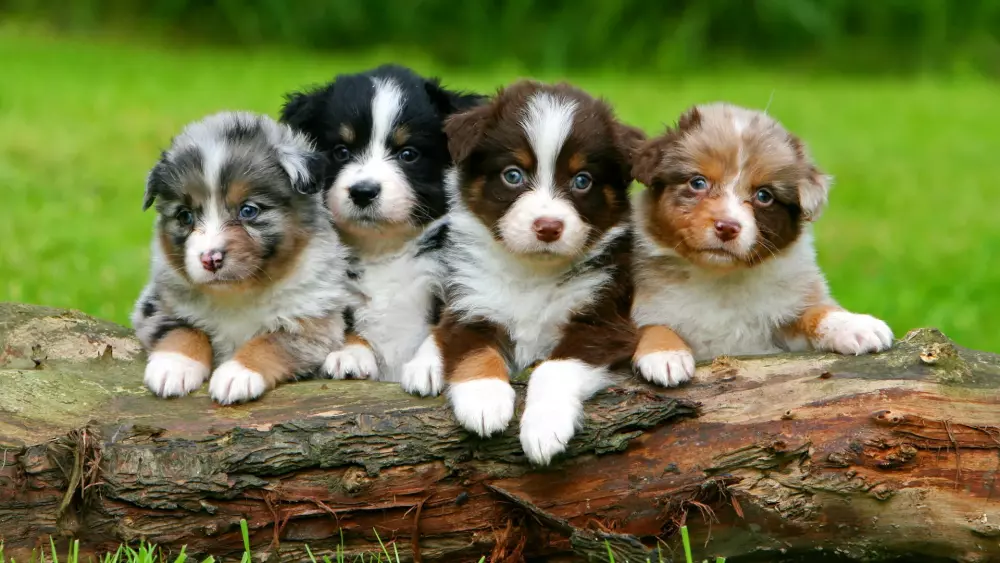 litter-Australian-Shepherd-puppies.thumb.webp.7e925f34c345fdd2087733c6f597fa22.webp