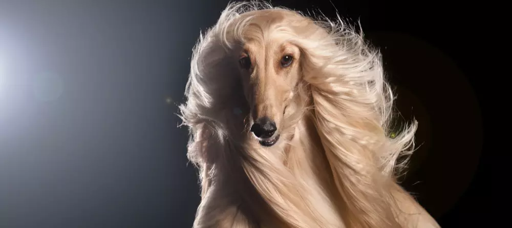 Afghan-Hound_Dog_Breed_Guide.webp