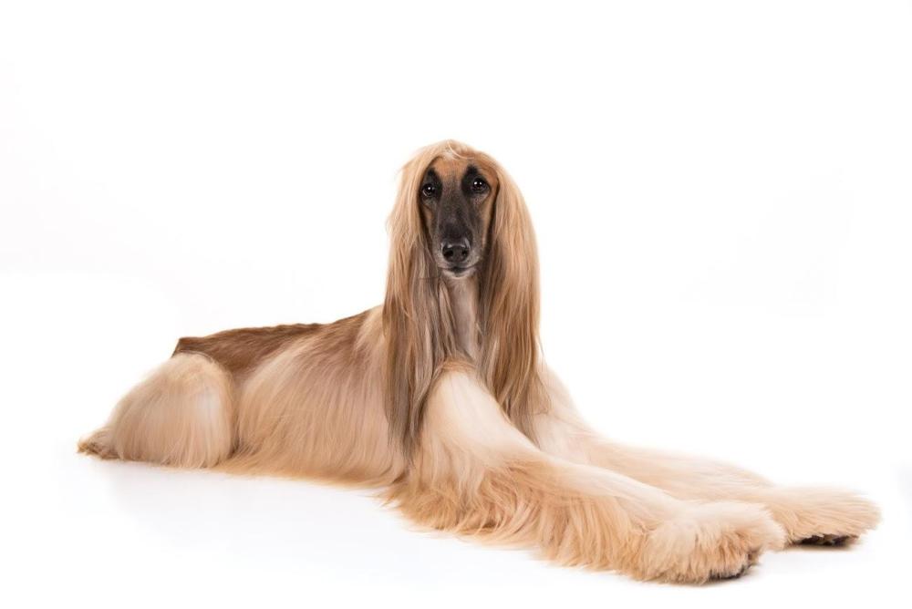 best-family-dogs-afghan-hound-477e6a.jpg