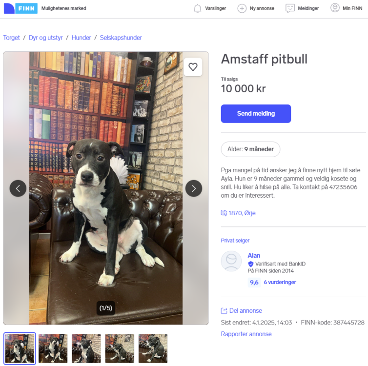 AmstaffPitbull.thumb.png.0ec86f0667d91a01089405e97082578b.png