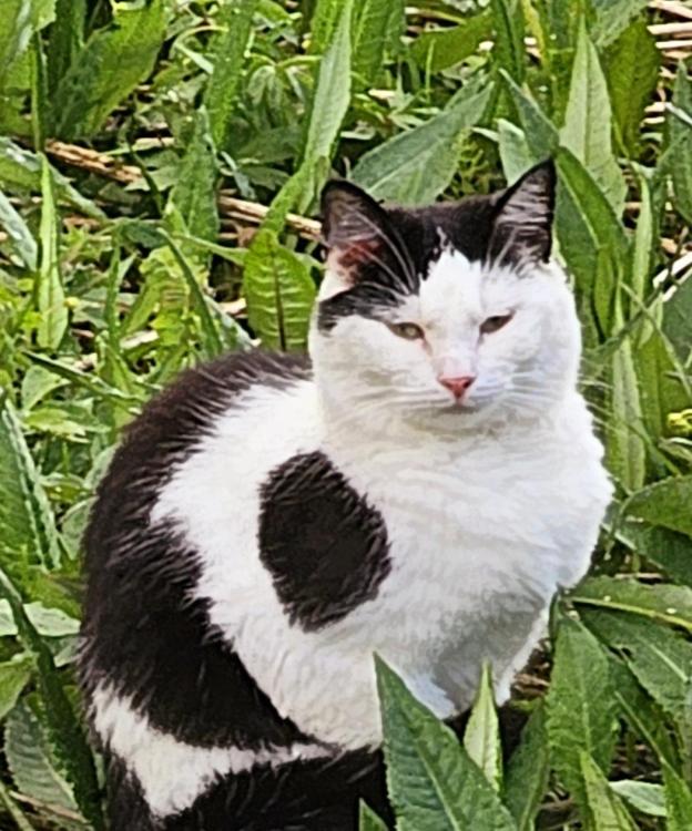20250526_204819.thumb.jpg.f836a4813442a53d758464fd7dc3c9aa.jpg