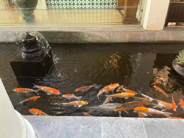 IMG_0859.jpeg.5d9f60e6c39855ffd74f64967481e0bb.jpeg