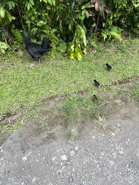 IMG_1017.jpeg.239c2d97a764dee00d665cbd4d725c6a.jpeg