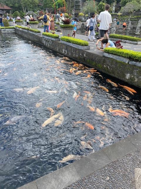 IMG_1052.jpeg.303d2492e0b0c554d697e1e0d19af7c7.jpeg