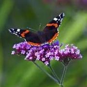 Verbena