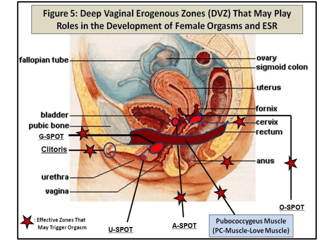 Deep-Vaginal-Erogenous-Zones-DVZs-include-G-Spot-inner-clitoral-structures-of-the.png.89a9af3099395f2430bef73bc36e465b.png