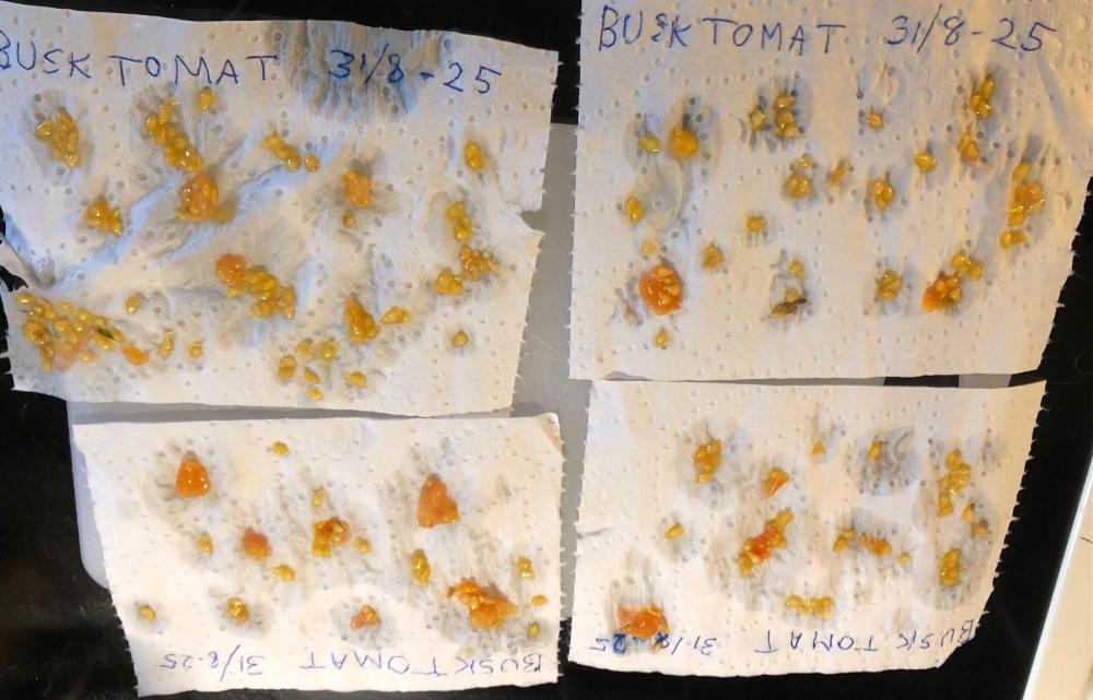 frø busktomat 310825.jpg