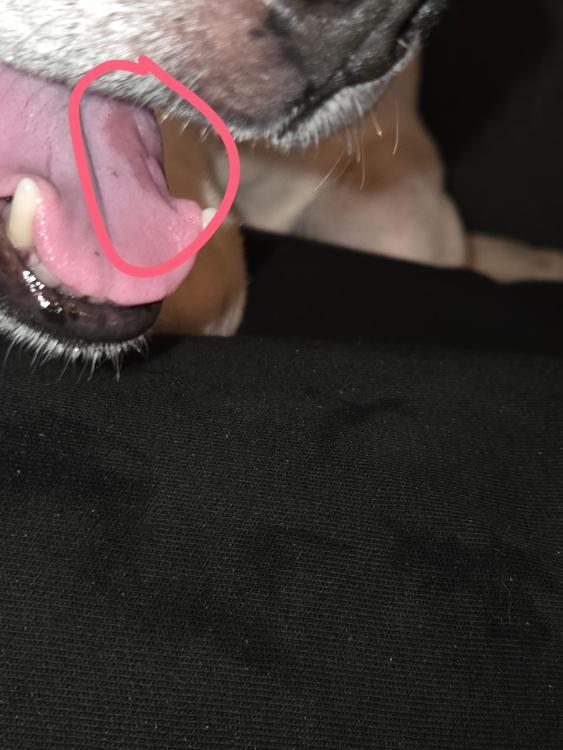 Snapchat-2054464522.thumb.jpg.2795f69c99f2d15d04db70eca0003ea5.jpg