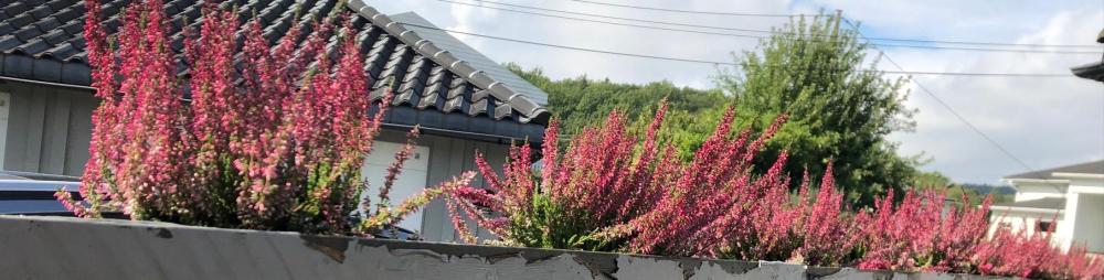lyng090925.jpg