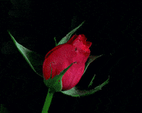 200w.gif.5cf8239bd63f6598e7ab5d30e9c9b0fc.gif