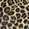 Leoparden