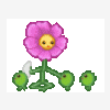 Lille Blomst