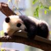 pandafudge
